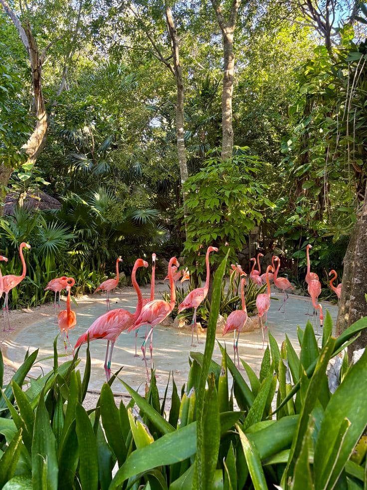 Xcaret / Xel-Há — foto 4